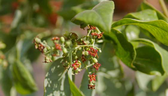 Bois de santal : bienfaits, utilisations, posologie