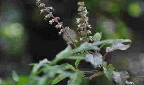 POURQUOI LA POUDRE DE TULSI EST-ELLE BONNE POUR LES CHEVEUX ?